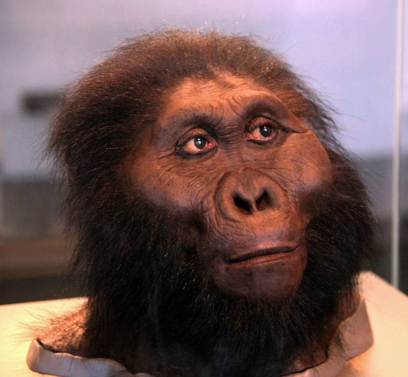 Paranthropus Boisei