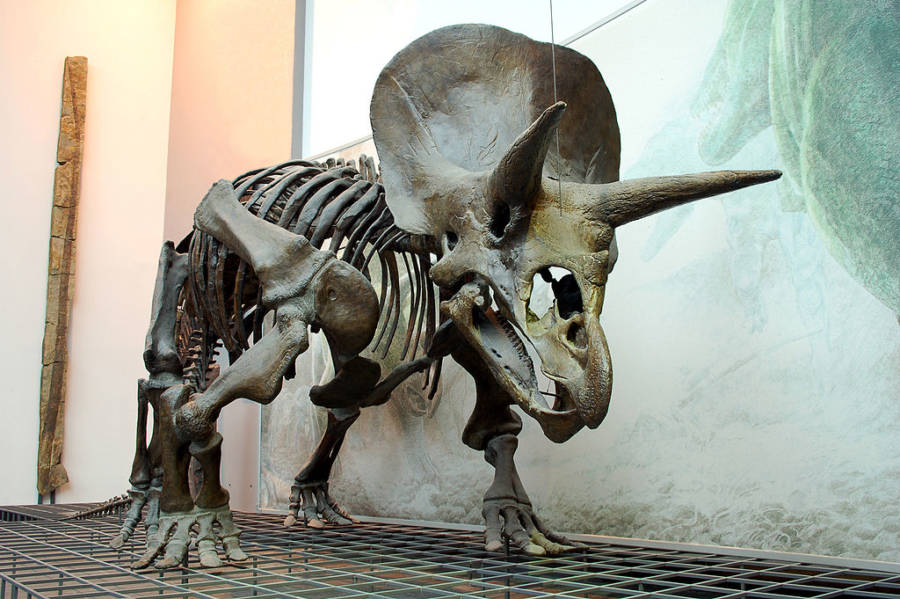 Triceratops Skeleton