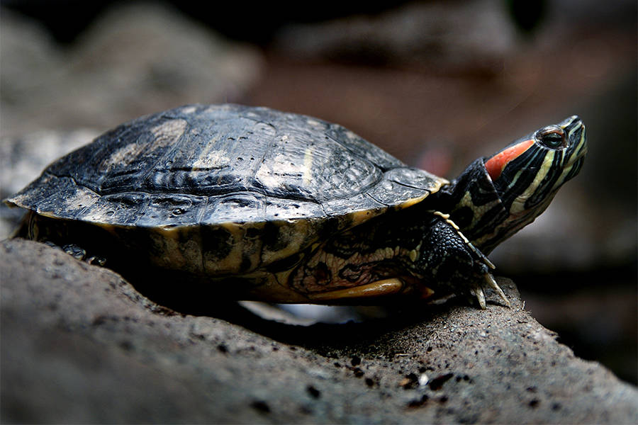 Why Climate Change Means Certain Death For Many Turtles