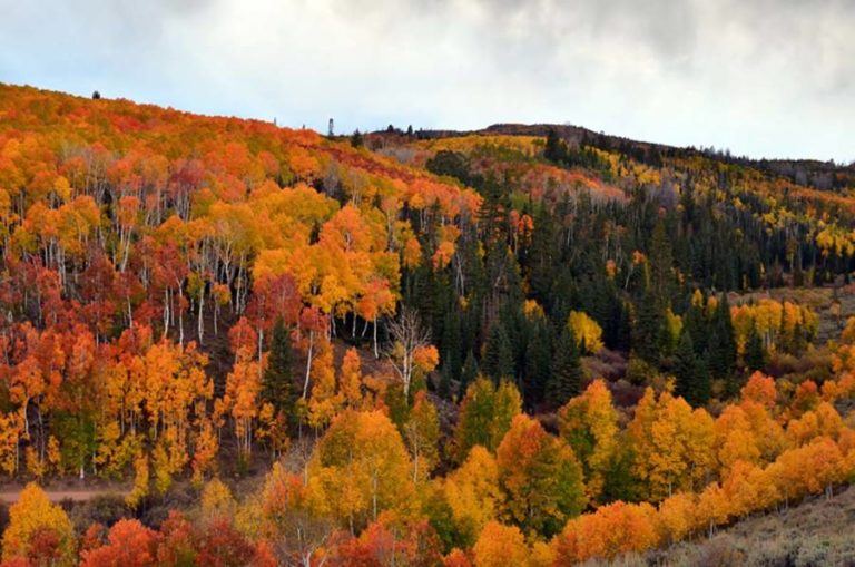 Pando The Tree Colony That S The Heaviest Organism On Earth