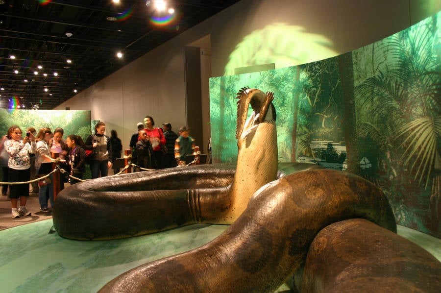 Titanoboa Model