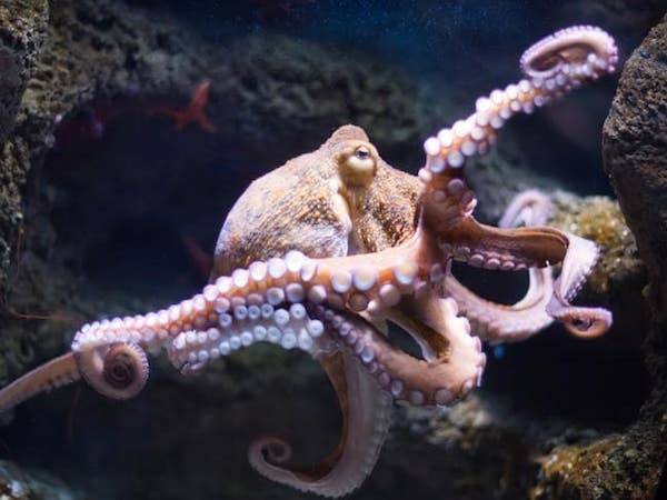 Octopus Alien 2