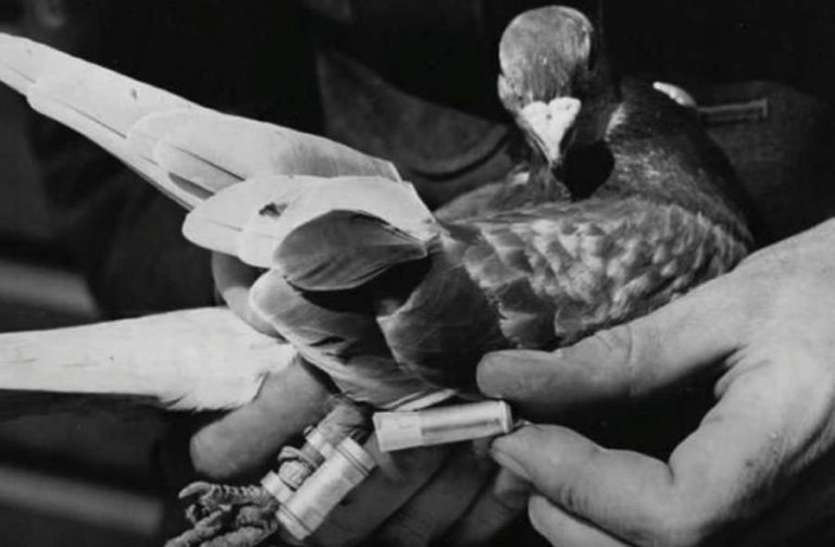 Cher Ami Saved 200 Men During World War I — She Was Also A Pigeon
