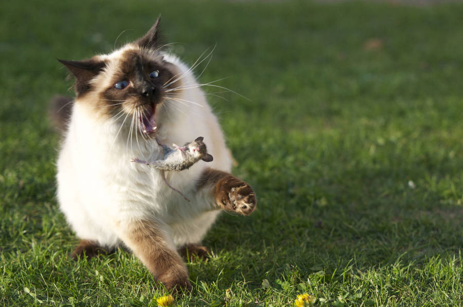 Cat Tossing Mouse