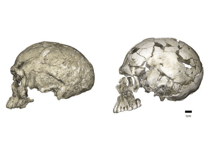 Early Human Skulls