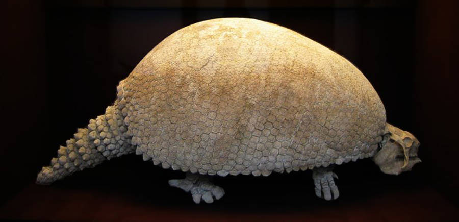 Fossilized Glyptodon