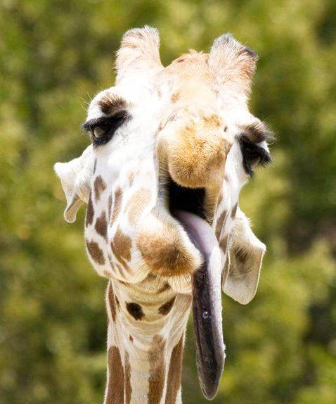 Animals With Down Syndrome Giraffe