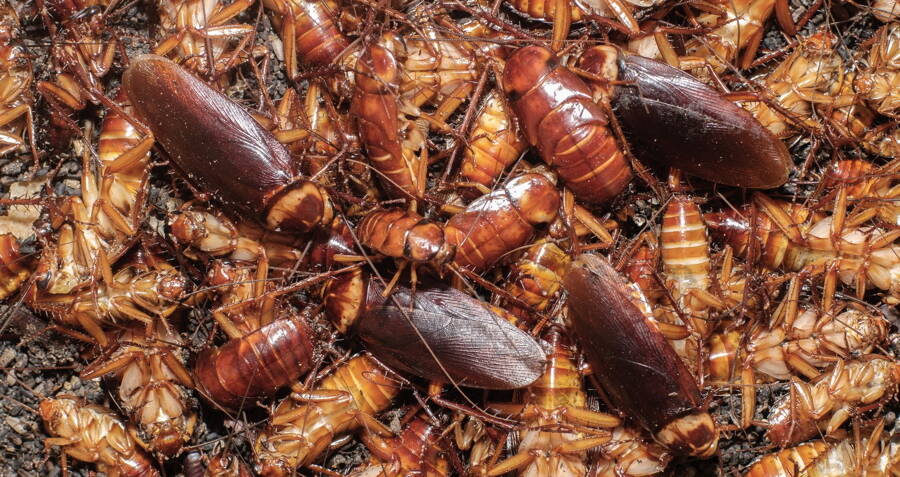 Cockroaches Becoming Almost Unkillable Thanks To Pesticide Immunity