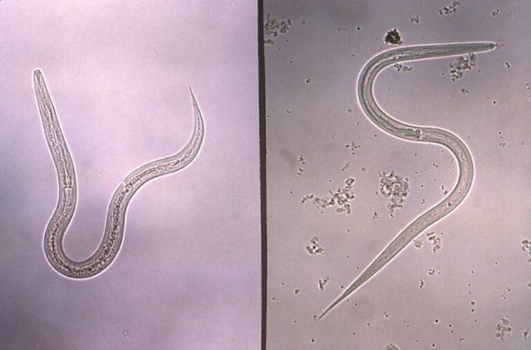 Nematodes The Tiny Creatures That Rule The Earth