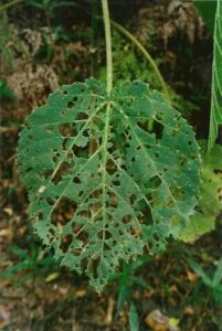 Gympie Gympie The Suicide Plant With A Torturous Sting