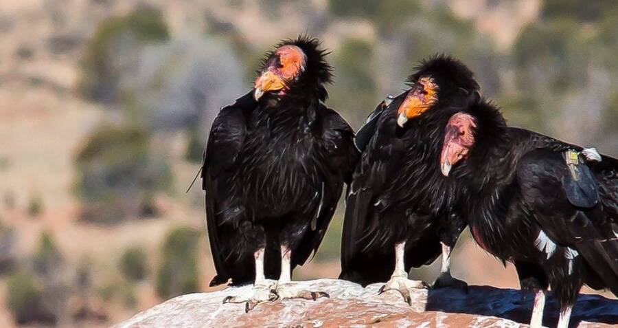 Scientists Record Asexual Reproduction In California Condors