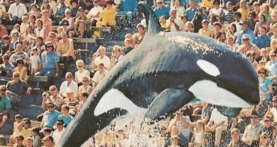 The Tragic Story Behind Shamu Seaworld S Most Famous Orca