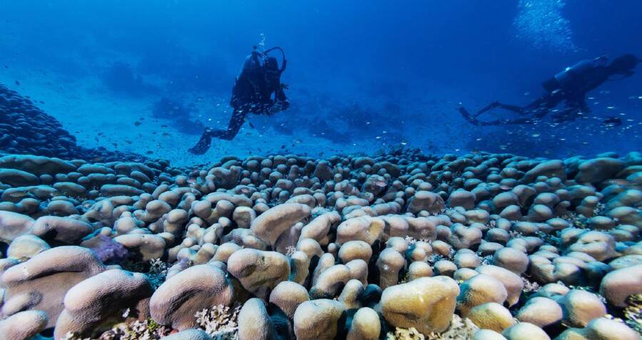 World S Largest Coral Discovered Near Solomon Islands