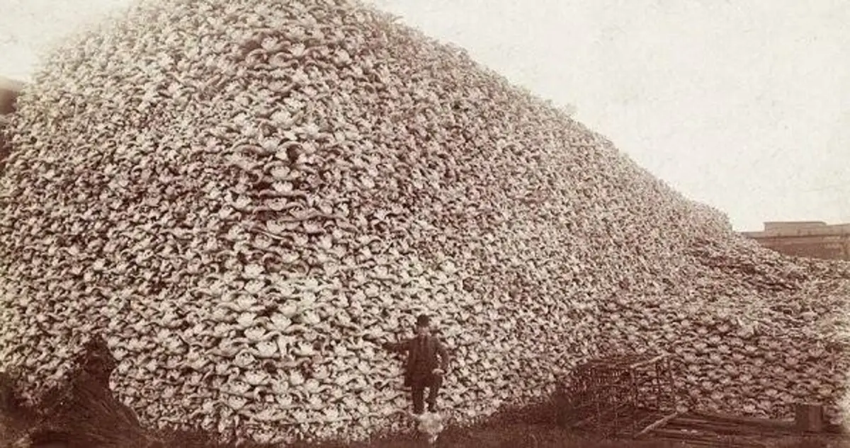 Haunting Images From 19th-Century Bison Extermination