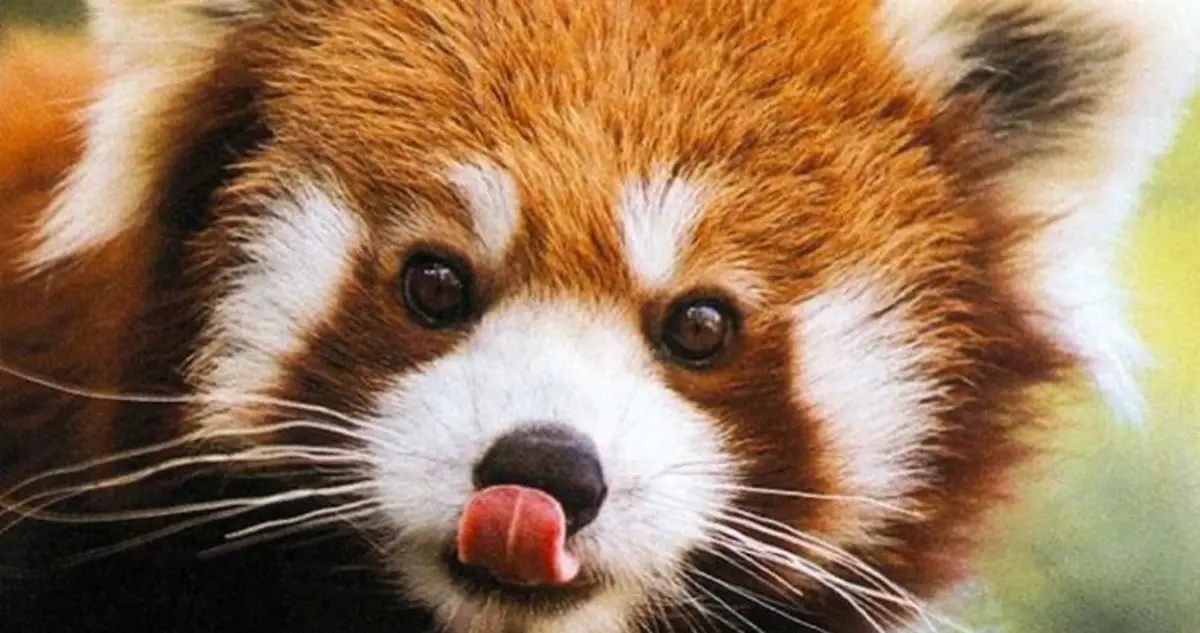 The 7 Cutest Animals In The World You\'ve Never Seen Before