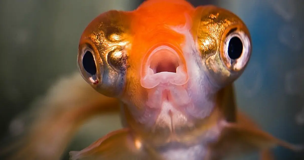 Goldfish Common Goldfish: