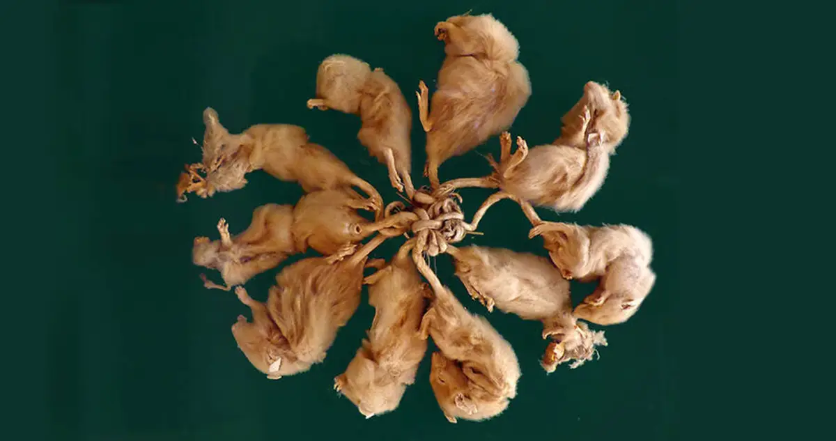 Largest rat king: How 32 rats accidentally tied themselves together