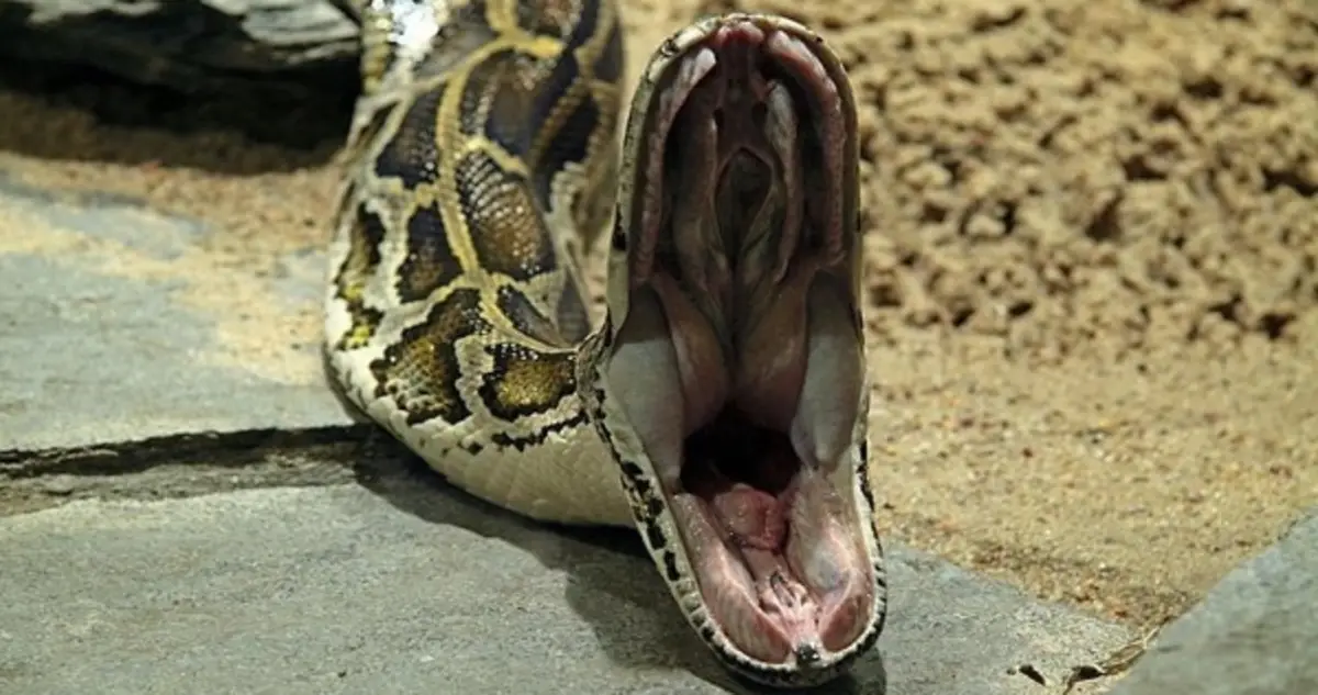 reticulated python eating human