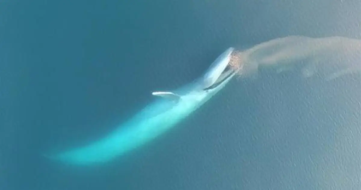 Watch This Stunning New Footage Of The World's Largest Animal Eating