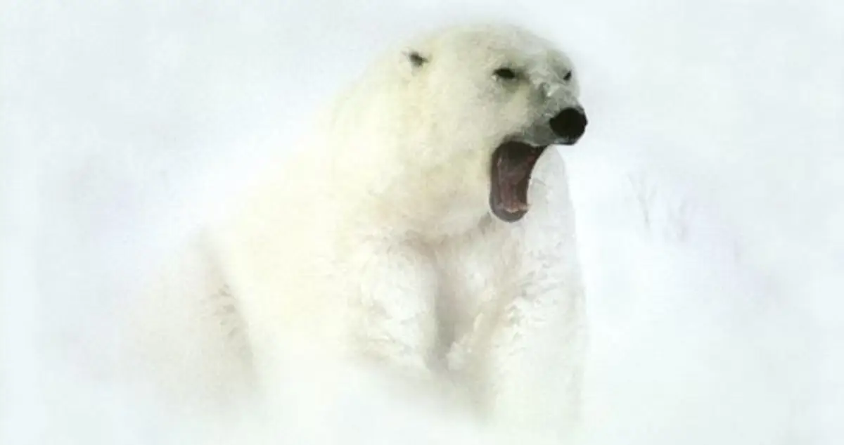 snarling polar bear