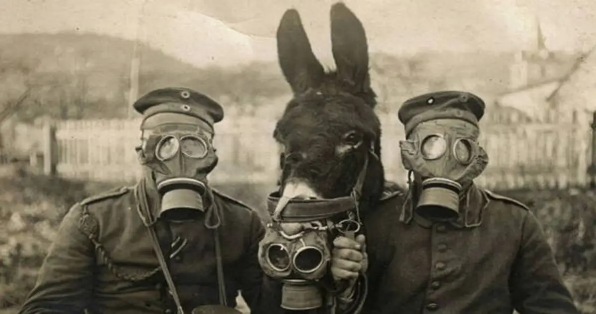 30 Historical Photos Of Military Animals In