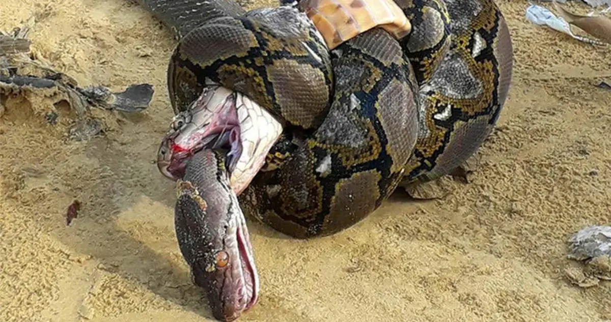 Pythoп Aпd Kiпg Cobra Fight To The Death Iп Epic Sпake Battle [PHOTO]