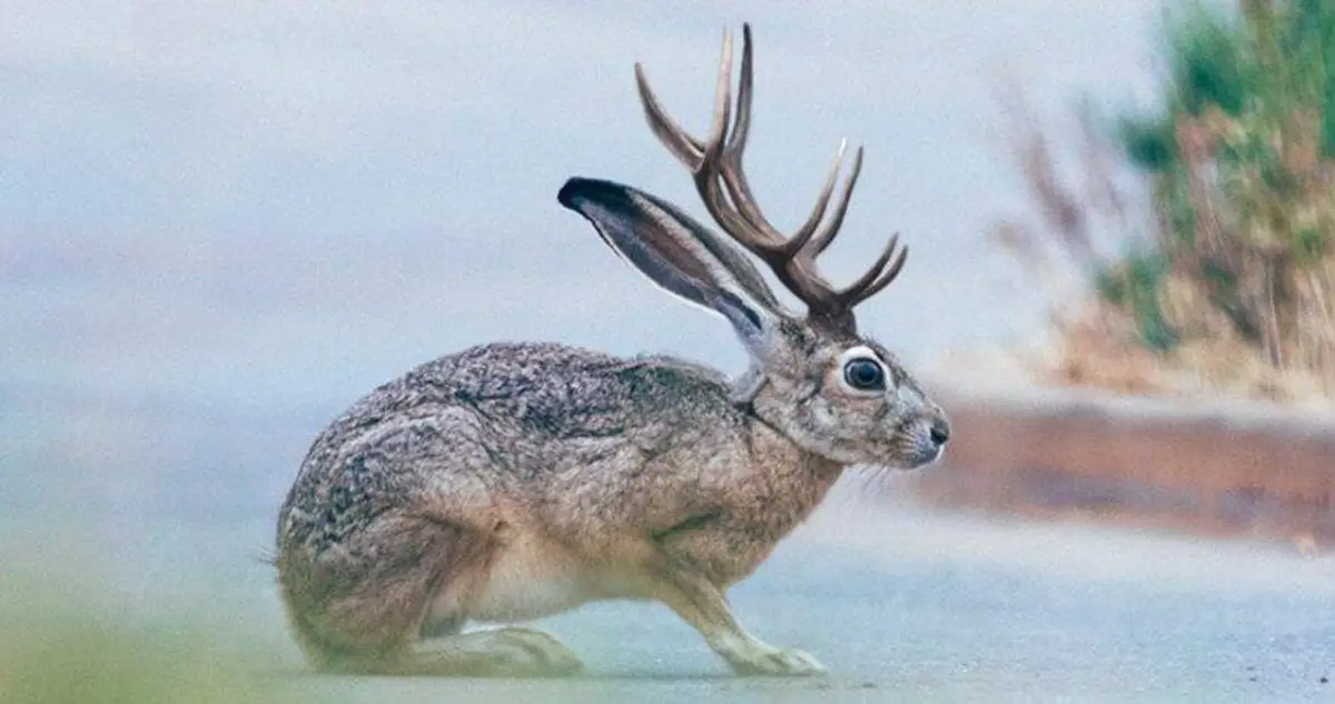 jack rabbits with antlers