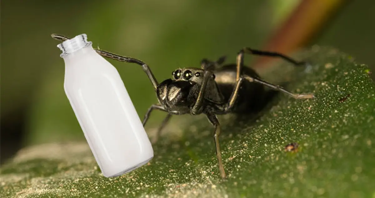 Jumping Spider Bottles