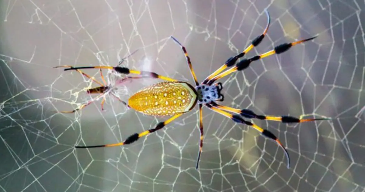 Black-legged Golden Silk Orb-web spider