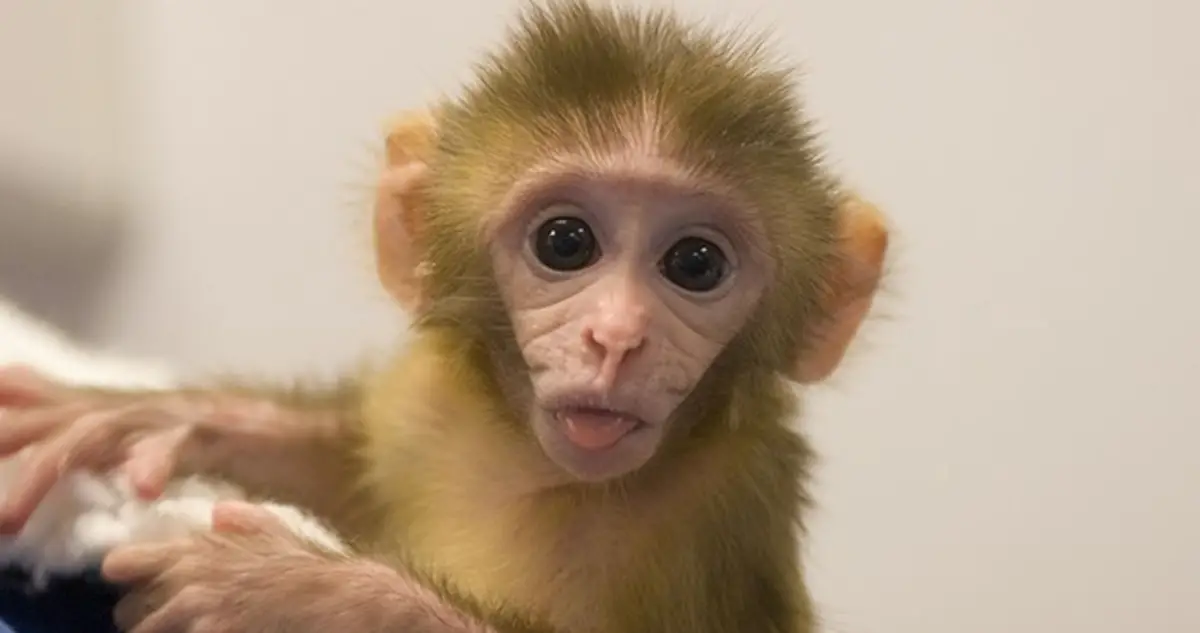 Chinese scientists create monkeys with autism gene