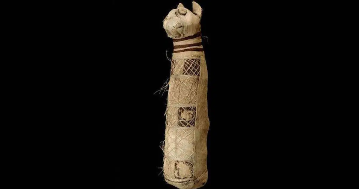 Archaeologists Find Remains of Three Cats Inside 2,500-Year-Old Mummy