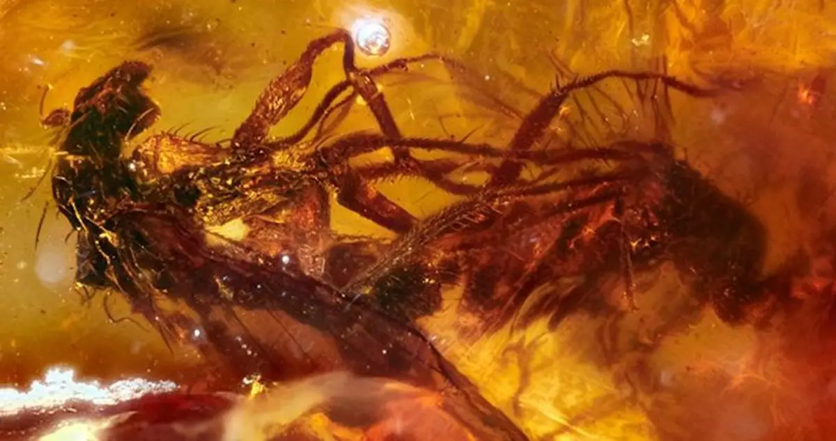 Scientists discover orchid fossil trapped in amber dating back at