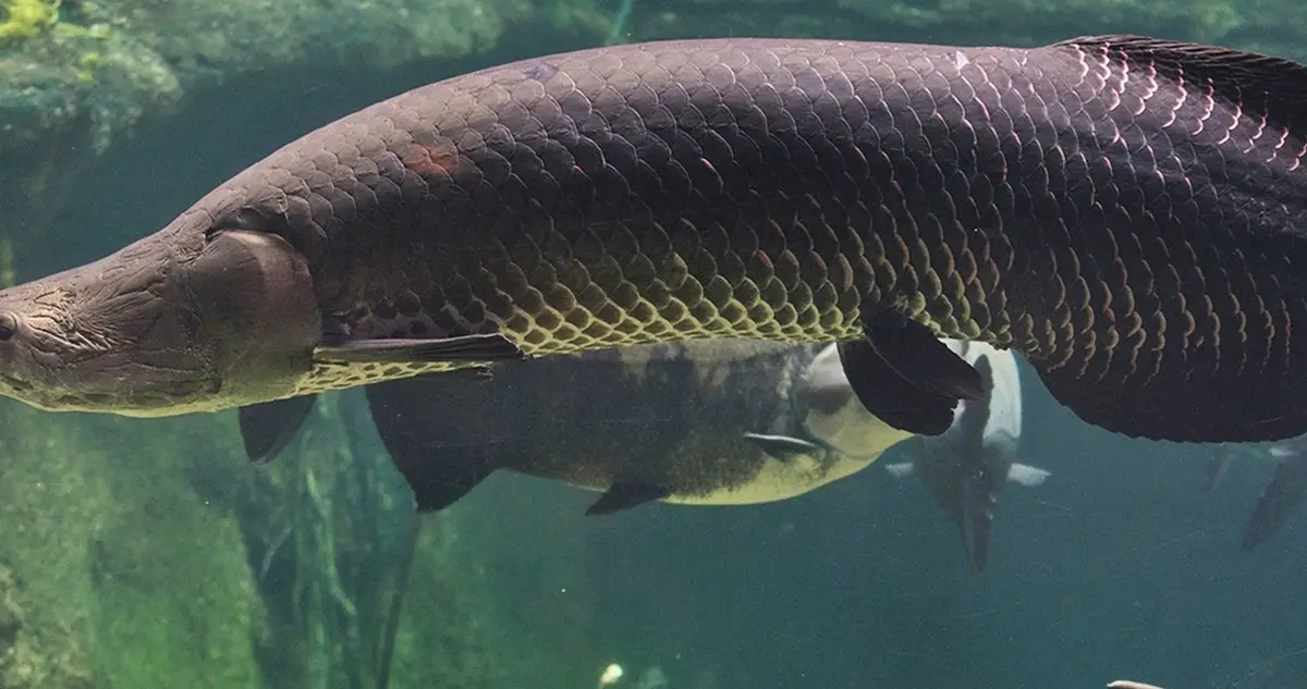 How The Arapaima Fish Has Survived For 23 Million Years