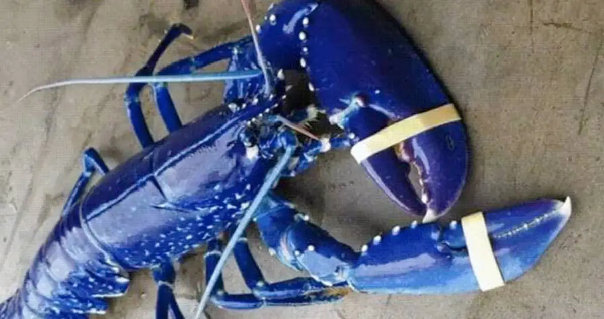 Blue Lobster, The Rare Crustacean That's One Million