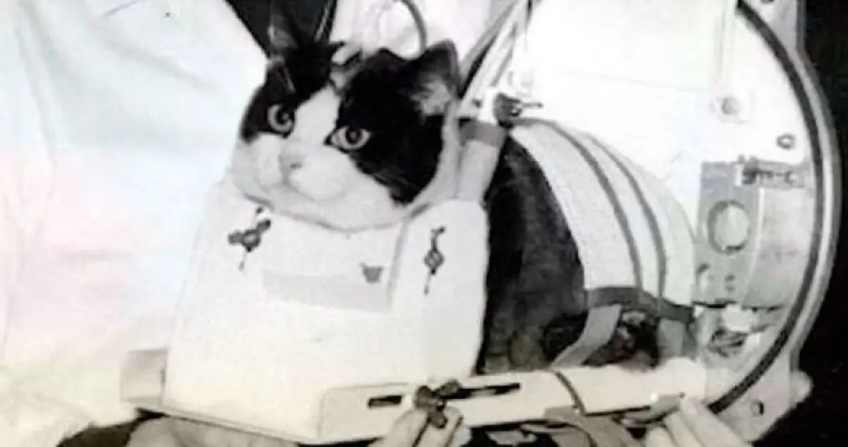 Meet Félicette, The First Cat To Become An Astronaut