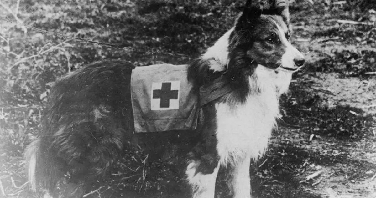 what breeds of dogs were used in ww2