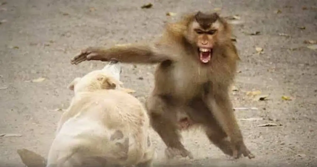 Monkeys In India Throw 250 Dogs Off Buildings In Cold 'Revenge' Killings