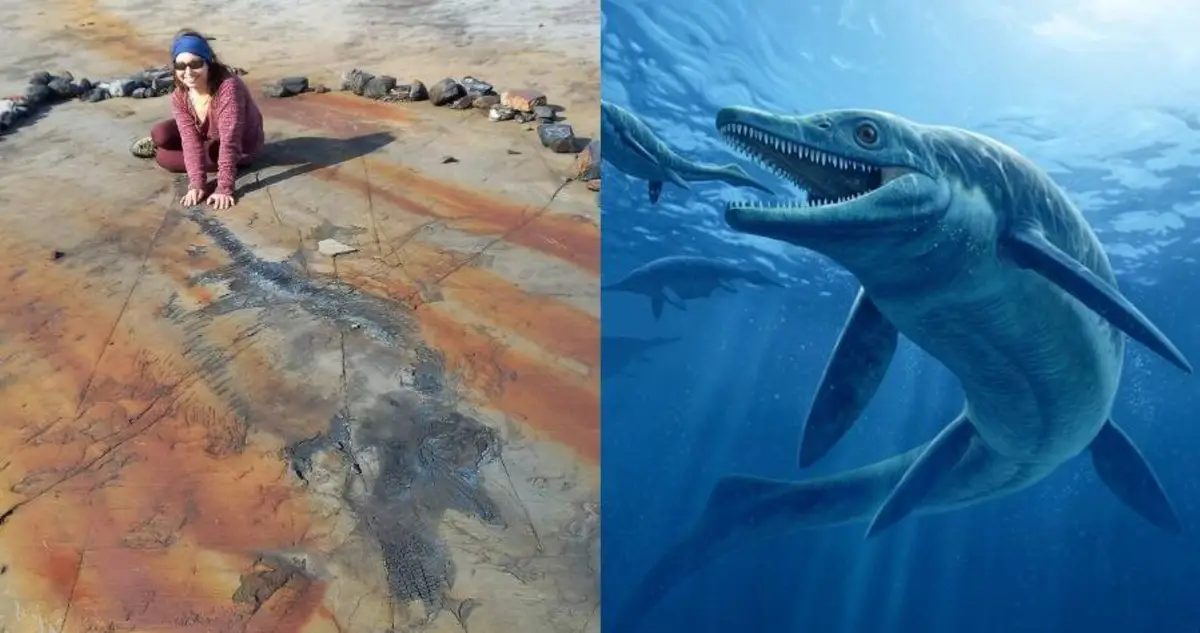 Intact And Pregnant Ichthyosaur Fossil Discovered In Chile