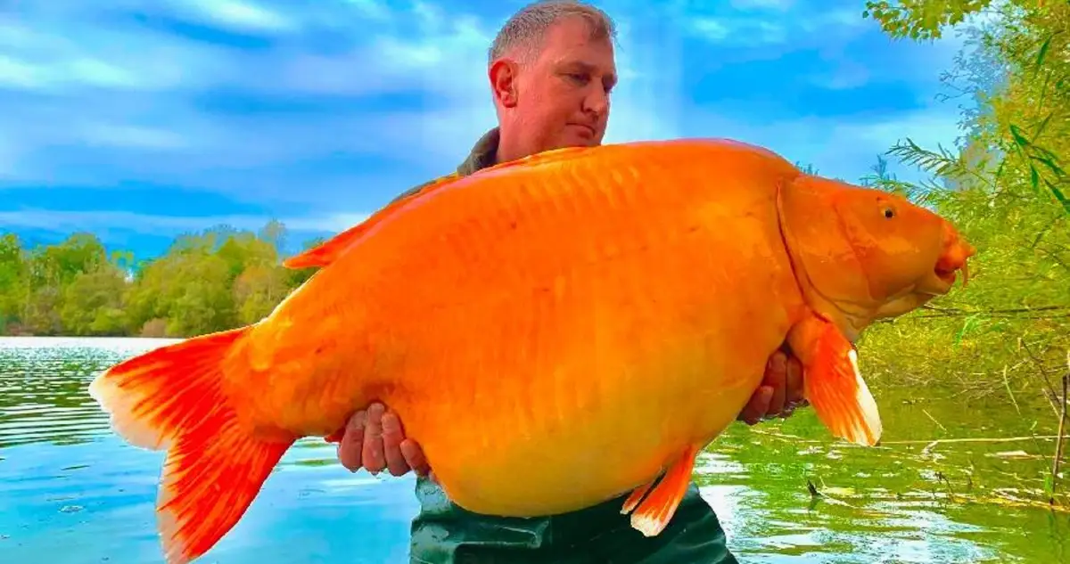 Monstrous 67-Pound Goldfish Caught By Fisherman In France