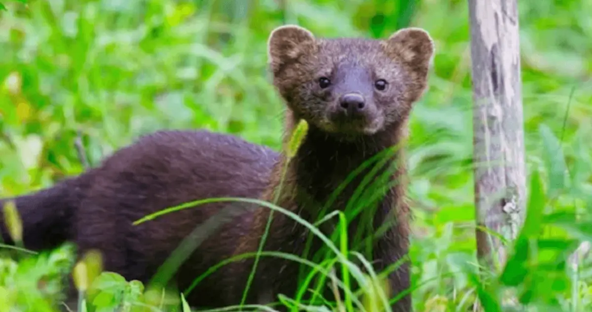 Meet The Fisher Cat, Which Isn't A Fisher Or A Cat