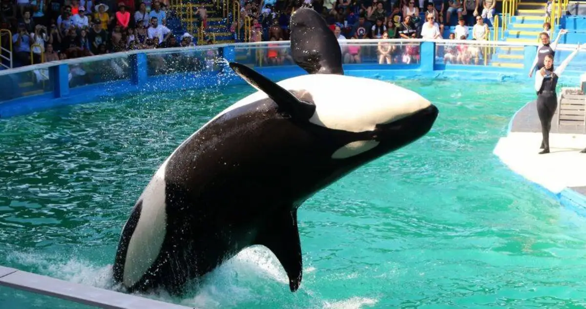 Lolita the orca being trained for move out of Seaquarium