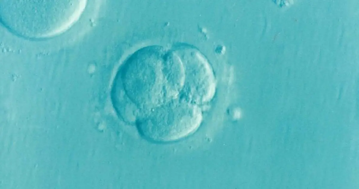 Synthetic embryos have been implanted into monkey wombs