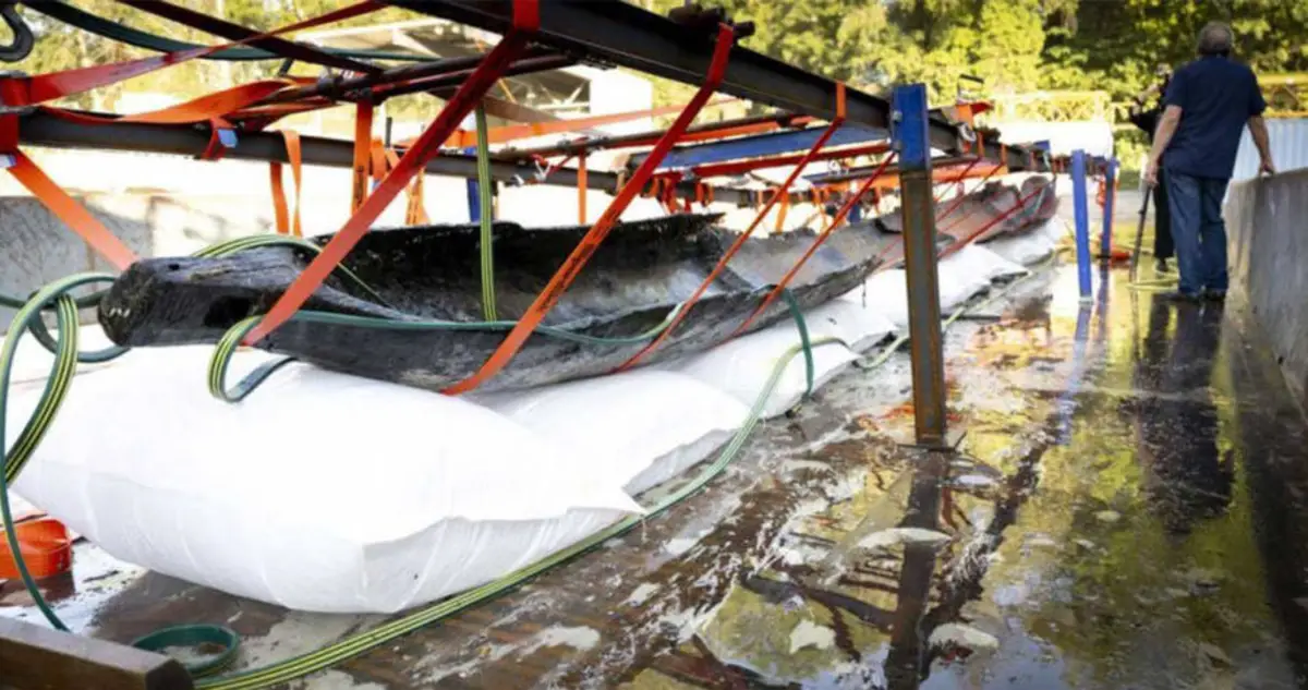 Enormous And Fully Intact Ancient Canoe Found In Swiss Lake