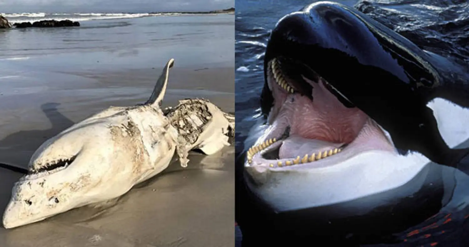 White shark | Size, Diet, Habitat, Teeth, Attacks, \u0026 Facts | Britannica, image size:1500x790