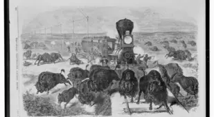 Buffalo Shot Railroad Track