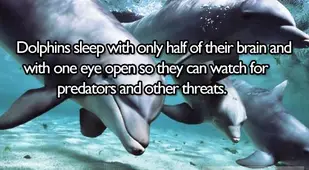 Amazing Facts About Ocean Animals Dolphin Sleep