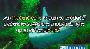 Ocean Animal Facts About Electric Eels