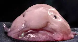 Blobfish Out Of Water