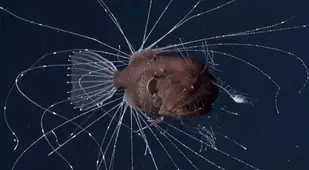 Deep Sea Anglerfish At Sea