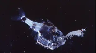 Deep Sea Hatchetfish Feeding